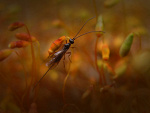 Fotoblog pmspander