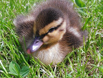 Fotoblog koniara181