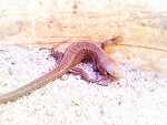 Fotoblog myen