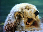 Fotoblog ognisteplomyki