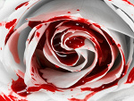 Fotoblog sam0bojca