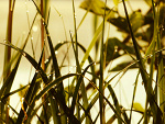 Fotoblog xxangelxxx