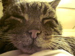Fotoblog remsey