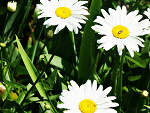 Fotoblog juliephotography1