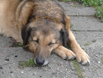 Fotoblog karolincia123