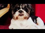 Tosia:*