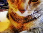 Fotoblog pedobear23233