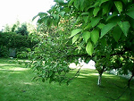 Fotoblog orangejuicebox