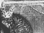 Fotoblog feelirie