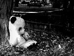 Fotoblog toniewroci
