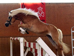 Fotoblog wdinozalzee