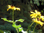 Fotoblog boogeywoman
