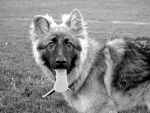 Fotoblog ciamciaramcia12