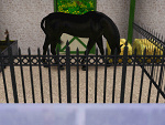Fotoblog lovesimshorse