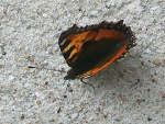 Fotoblog salvina