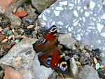 Fotoblog aboutmylife