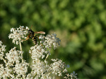 Fotoblog zooolek