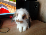 Fotoblog krolik9213