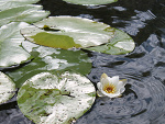 Fotoblog szmo