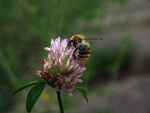 Fotoblog coompeliing