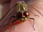 Fotoblog pelforth