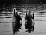Fotoblog wwhoa