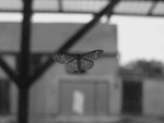 Fotoblog xladycherryx