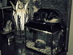 Fotoblog posingasahousepet