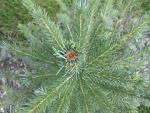 Fotoblog piorunochronn