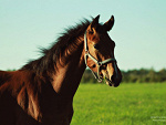 Fotoblog cynamon92