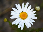 Fotoblog loveisfaith