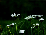 Fotoblog xhauntedx