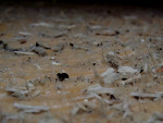 Fotoblog bulinka221