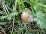 Fotoblog herinka