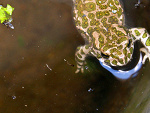 Fotoblog gaudimonium