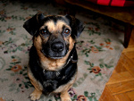 Fotoblog mydogsmyworld