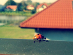 Fotoblog individ