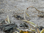 Fotoblog nikonc