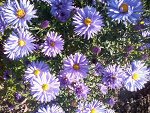 Fotoblog pjooonaxd