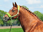 Fotoblog lofciamhorsy