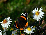 Fotoblog fotografiazdebik