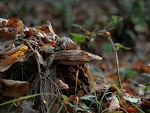 Fotoblog koziolek2906