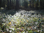 Fotoblog flesz123