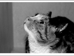 Fotoblog halucynogen