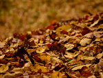 Fotoblog tosio