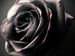 Fotoblog nietoperzyk2