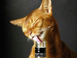 Fotoblog wektor333