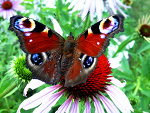 Fotoblog simon24121