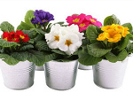 Fotoblog 2547