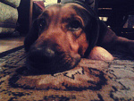 Fotoblog soback